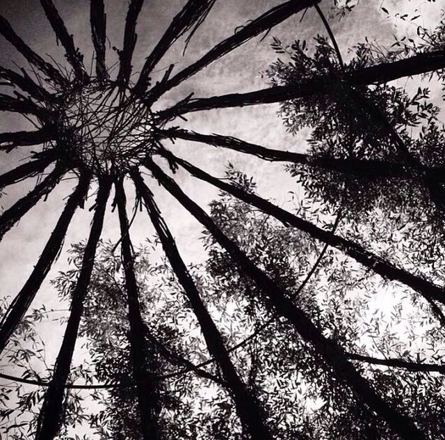 LOW ANGLE VIEW OF TREES AGAINST SKY