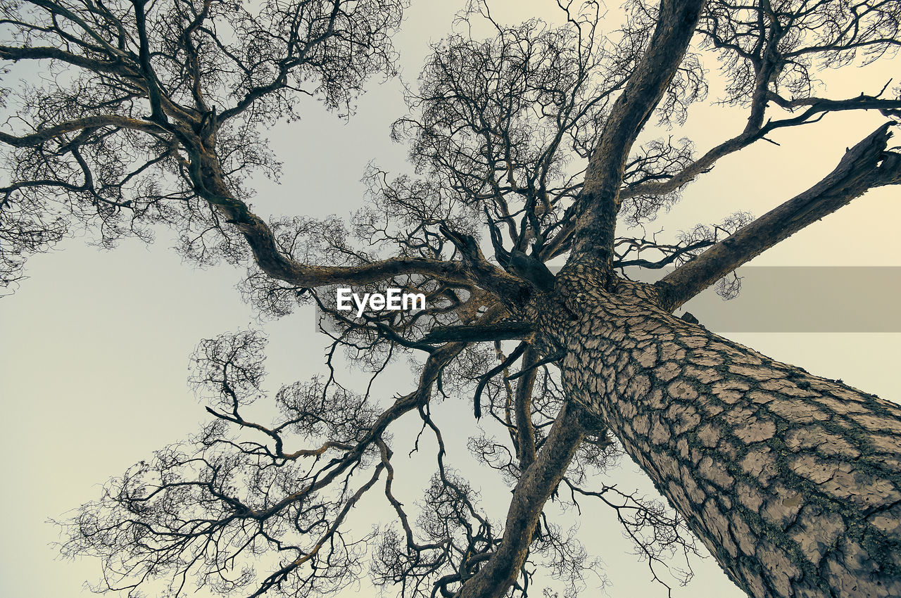 LOW ANGLE VIEW OF TREE AGAINST SKY