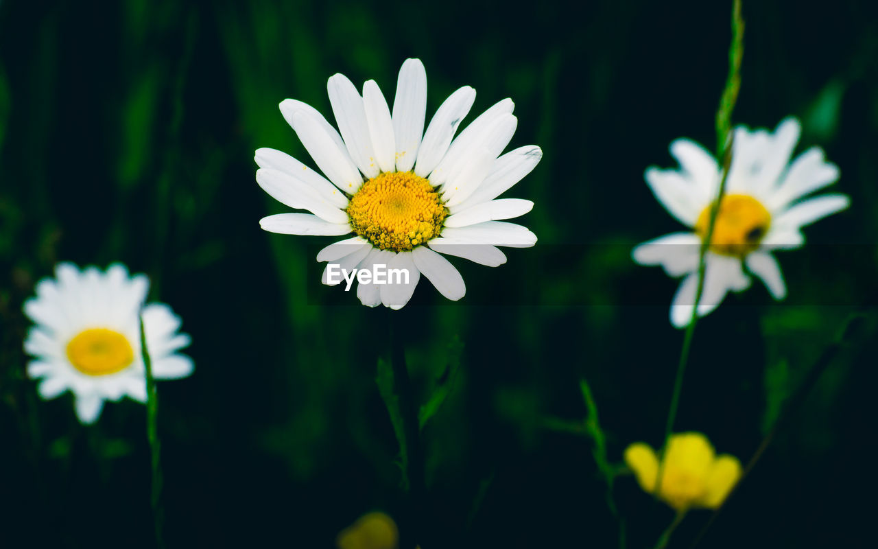 CLOSE-UP OF WHITE DAISIES