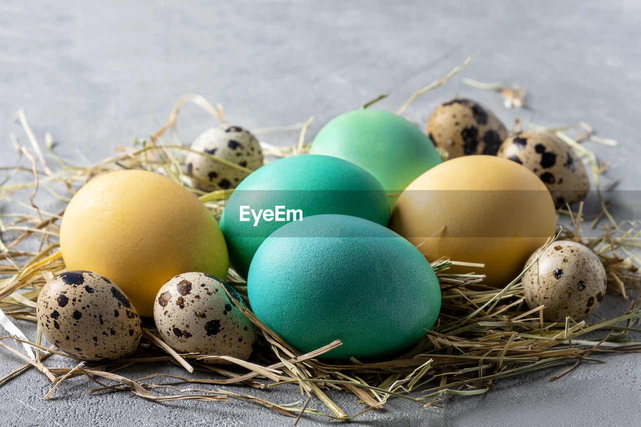 Easter composition of a stylized bird's nest with quail and dyed yellow and turquoise chicken eggs. 