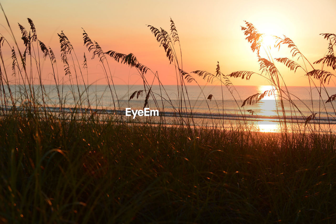 SILHOUETTE OF GRASS AT SEASIDE