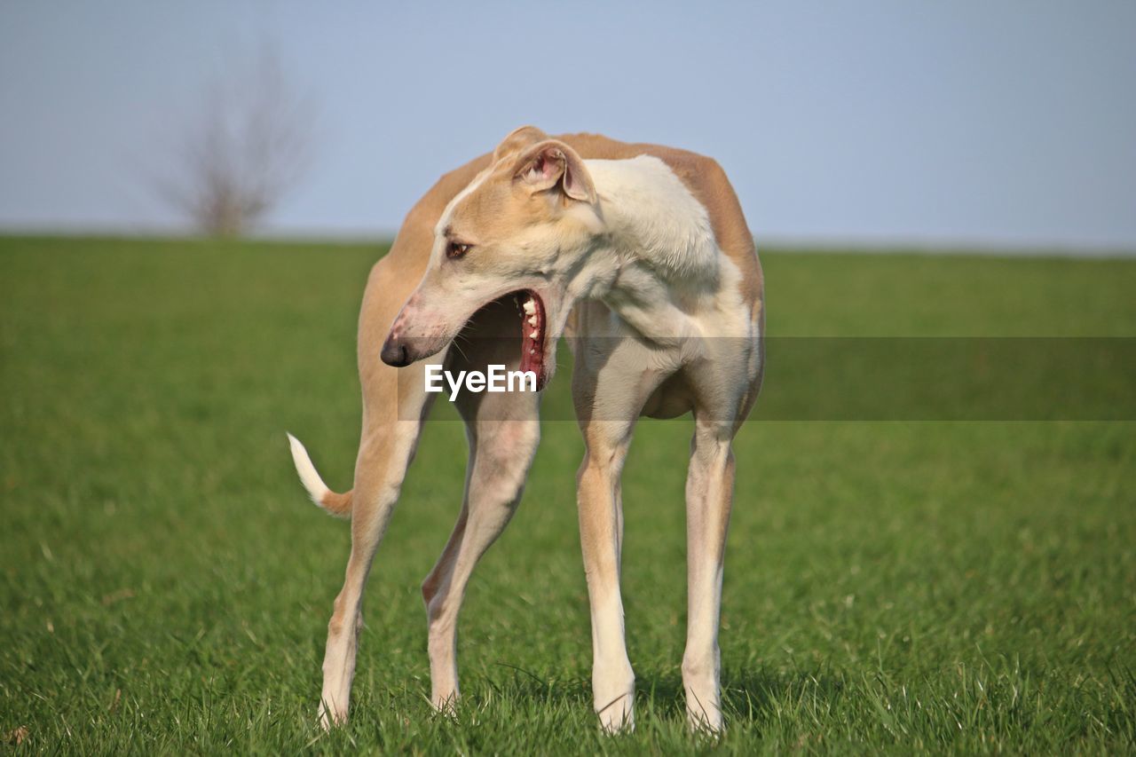 CLOSE-UP OF DOG ON GRASS FIELD