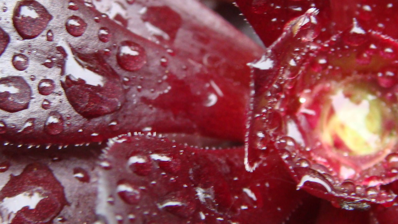 CLOSE-UP OF WATER DROPS ON PINK FLOWERS