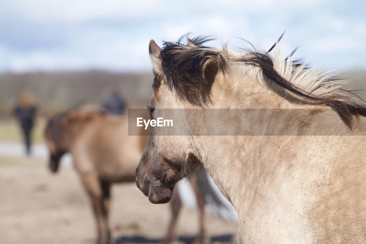 Close-up of horse in ranch