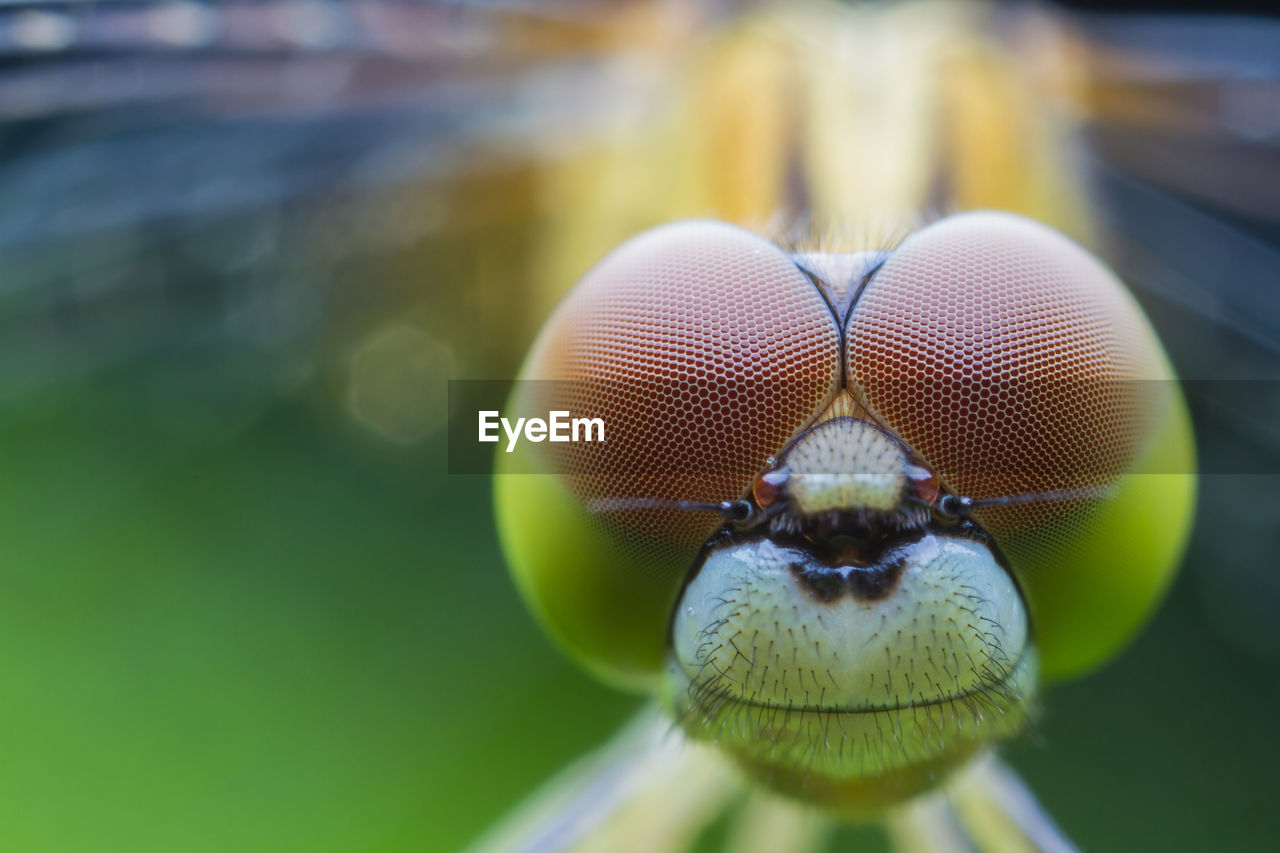 CLOSE-UP OF AN INSECT ON LEAF