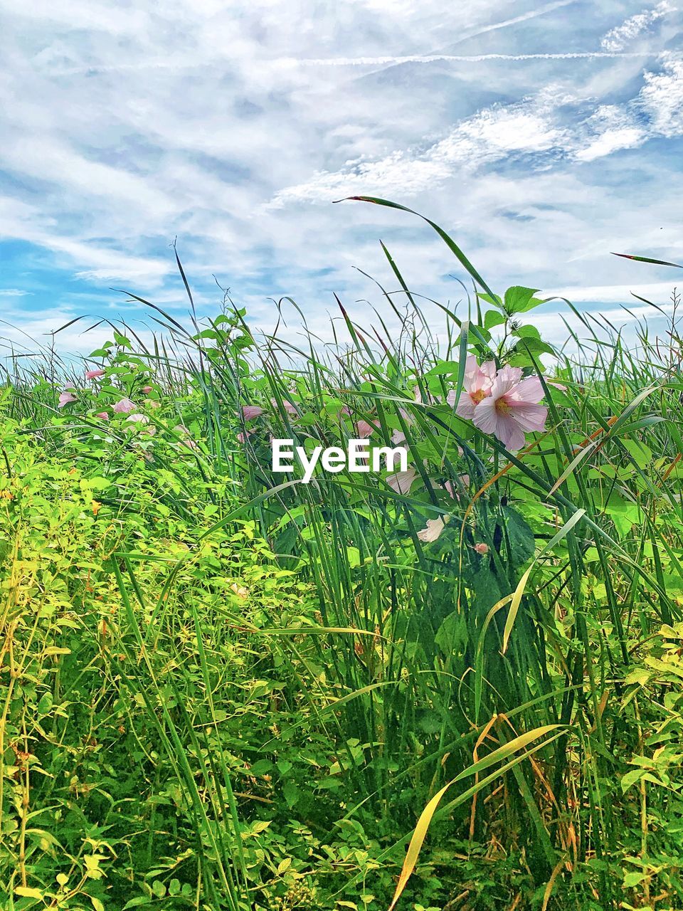 CLOSE-UP OF PLANTS ON FIELD AGAINST SKY