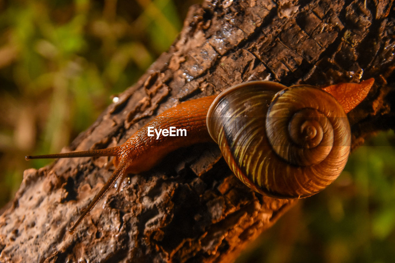 CLOSE-UP OF SNAIL