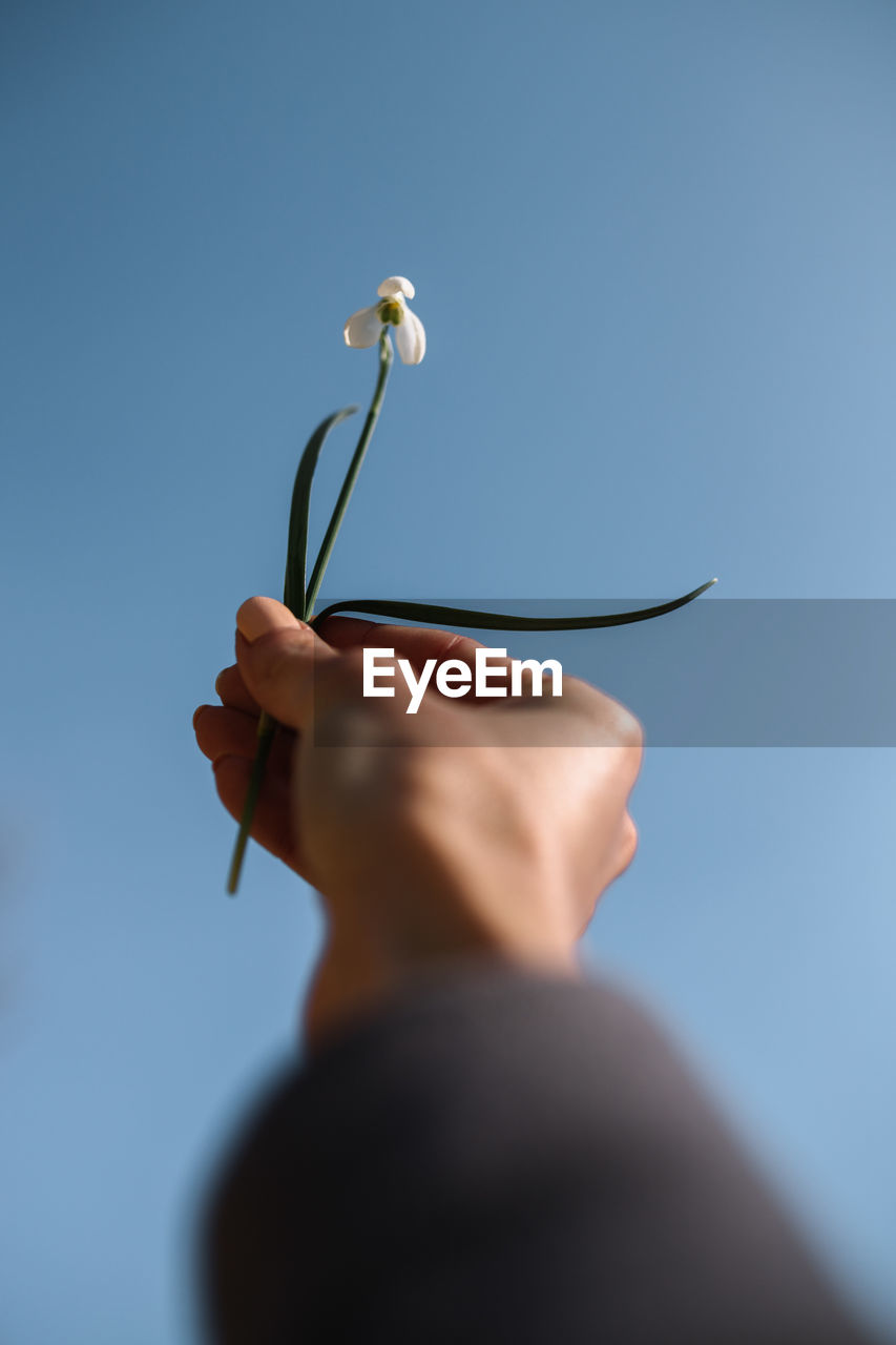 Low angle view of hand holding flower against clear blue sky