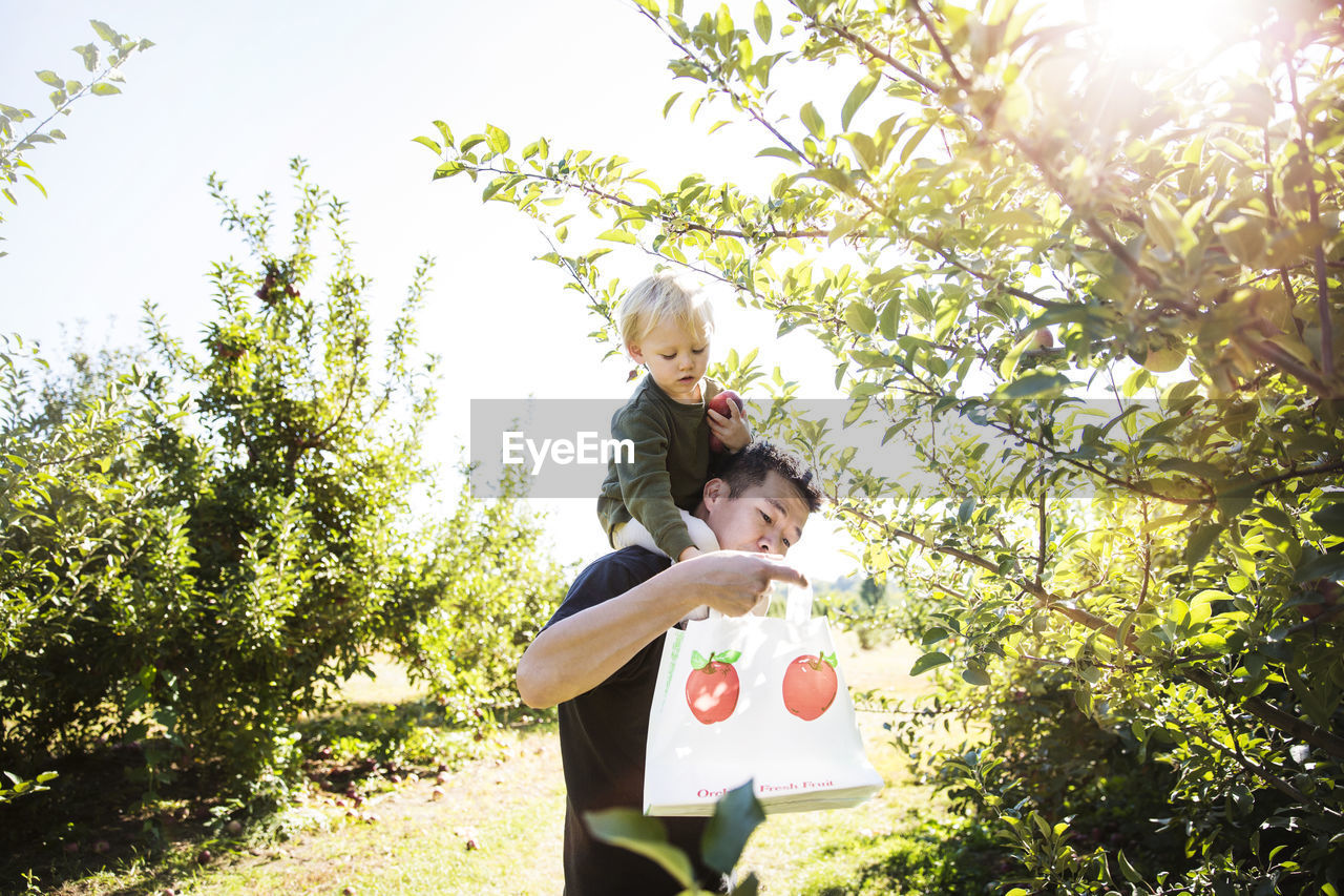 Father carrying son on shoulder while harvesting in apple orchard