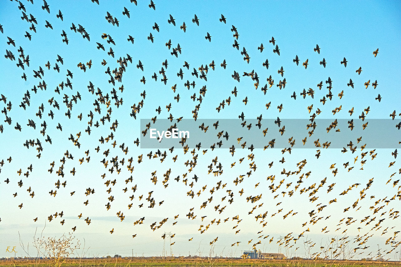 Flock of birds flying over field against sky