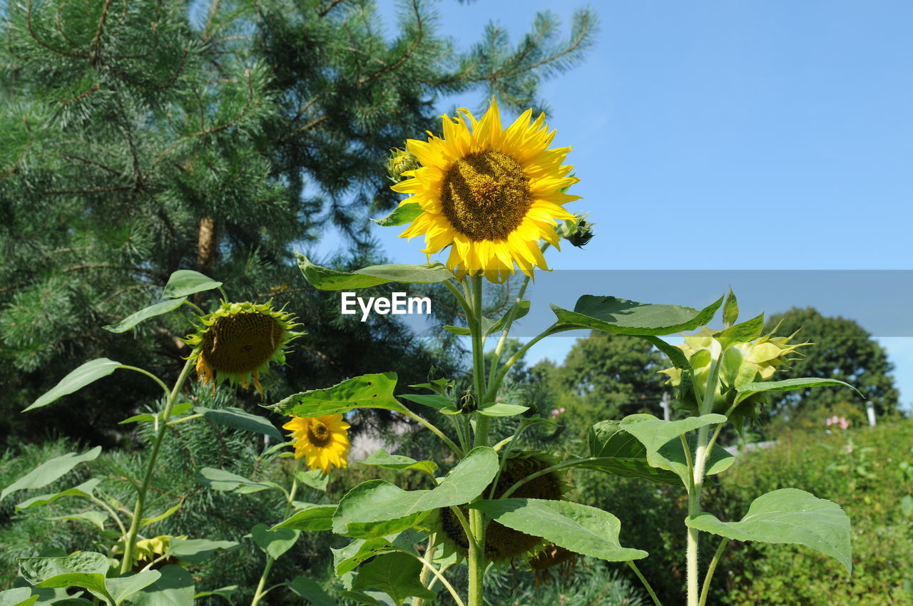 Sunflowers on flowering plant against sky