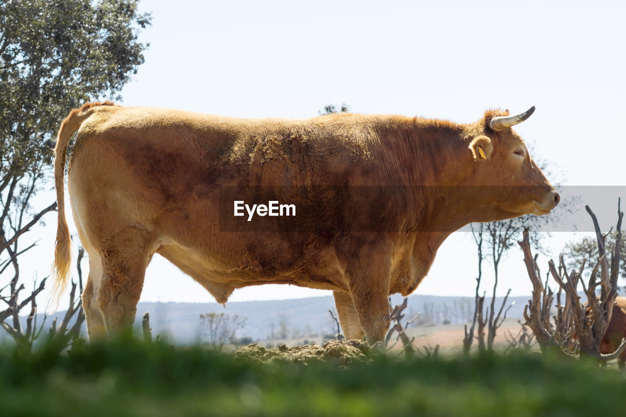 Close-up of cow standing on field against clear sky