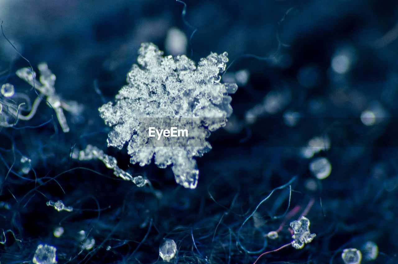 Close-up of ice crystals against blurred background