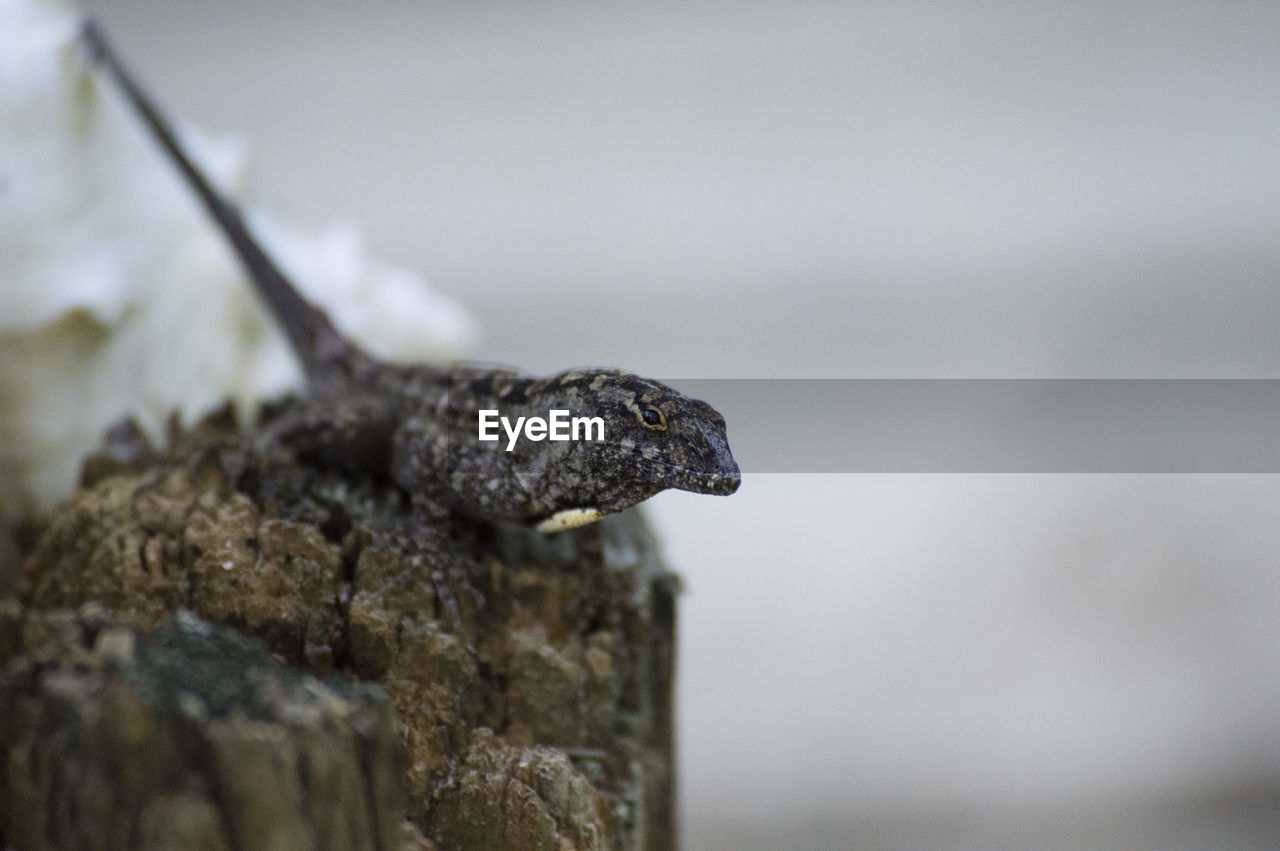 CLOSE-UP OF LIZARD ON ROCK