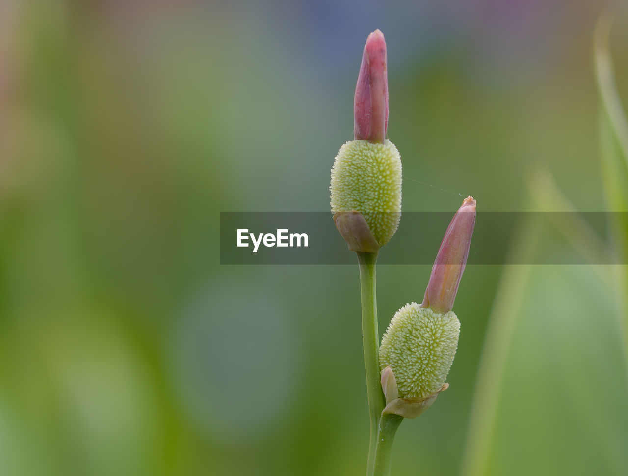 plant, bud, green, flower, beauty in nature, close-up, growth, nature, flowering plant, freshness, no people, focus on foreground, macro photography, beginnings, fragility, plant stem, yellow, petal, wildflower, day, blossom, outdoors, plant part, leaf, springtime, environment, selective focus, botany, flower head, inflorescence, tranquility, land