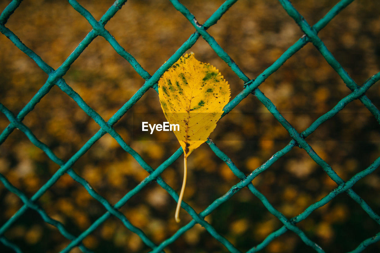 Close-up of chainlink fence