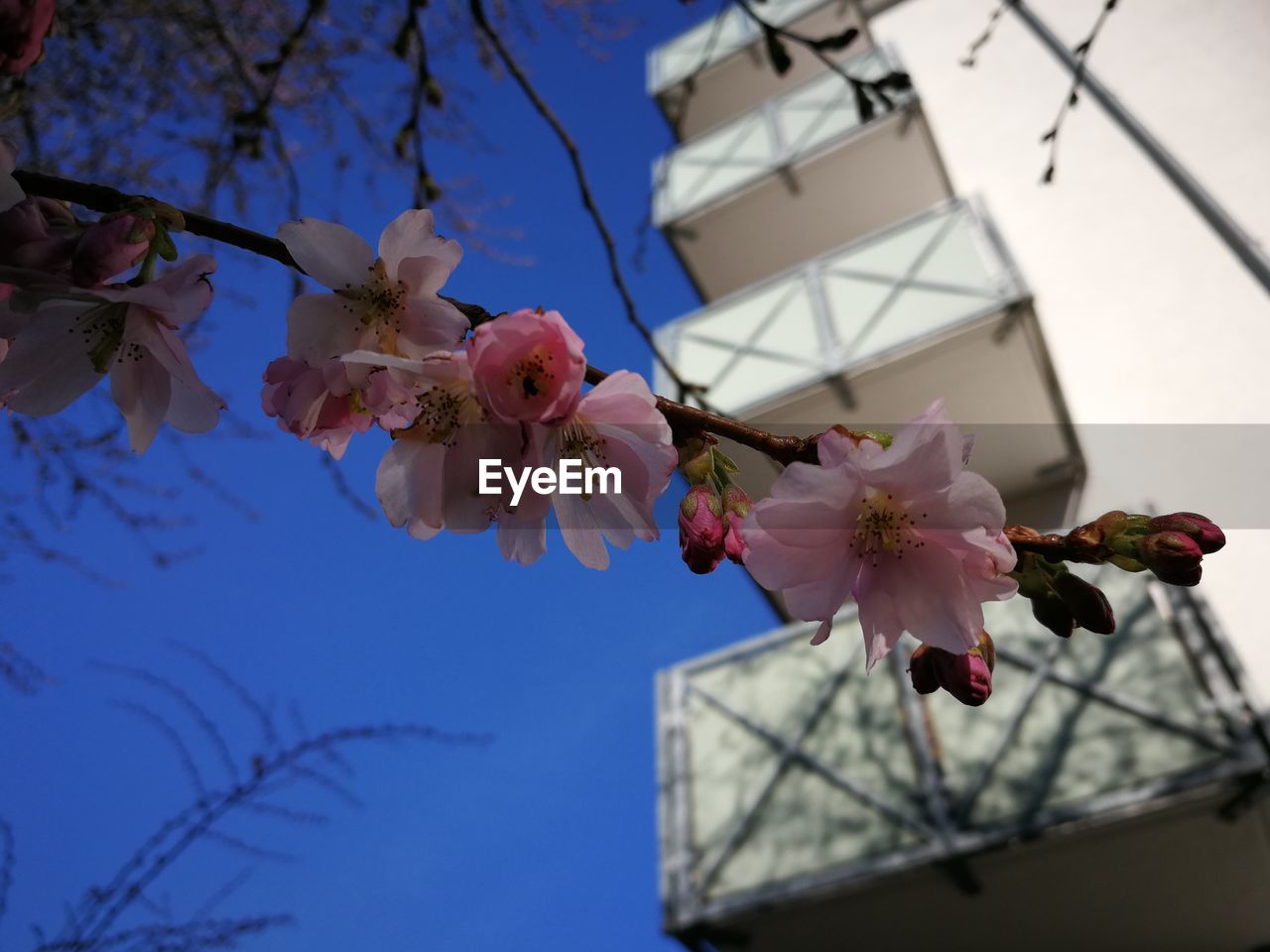 LOW ANGLE VIEW OF CHERRY BLOSSOM
