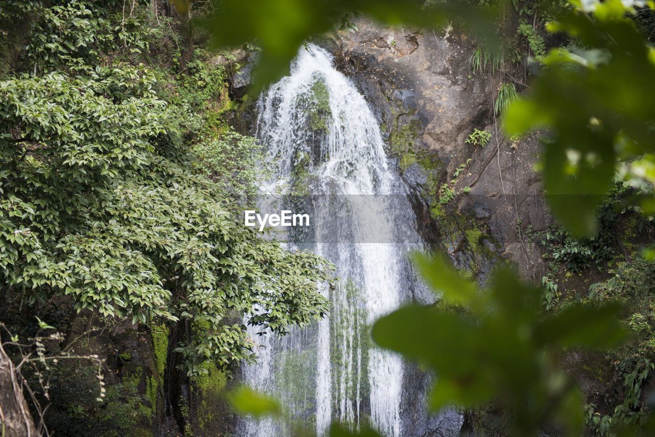 LOW ANGLE VIEW OF WATERFALL IN TREES