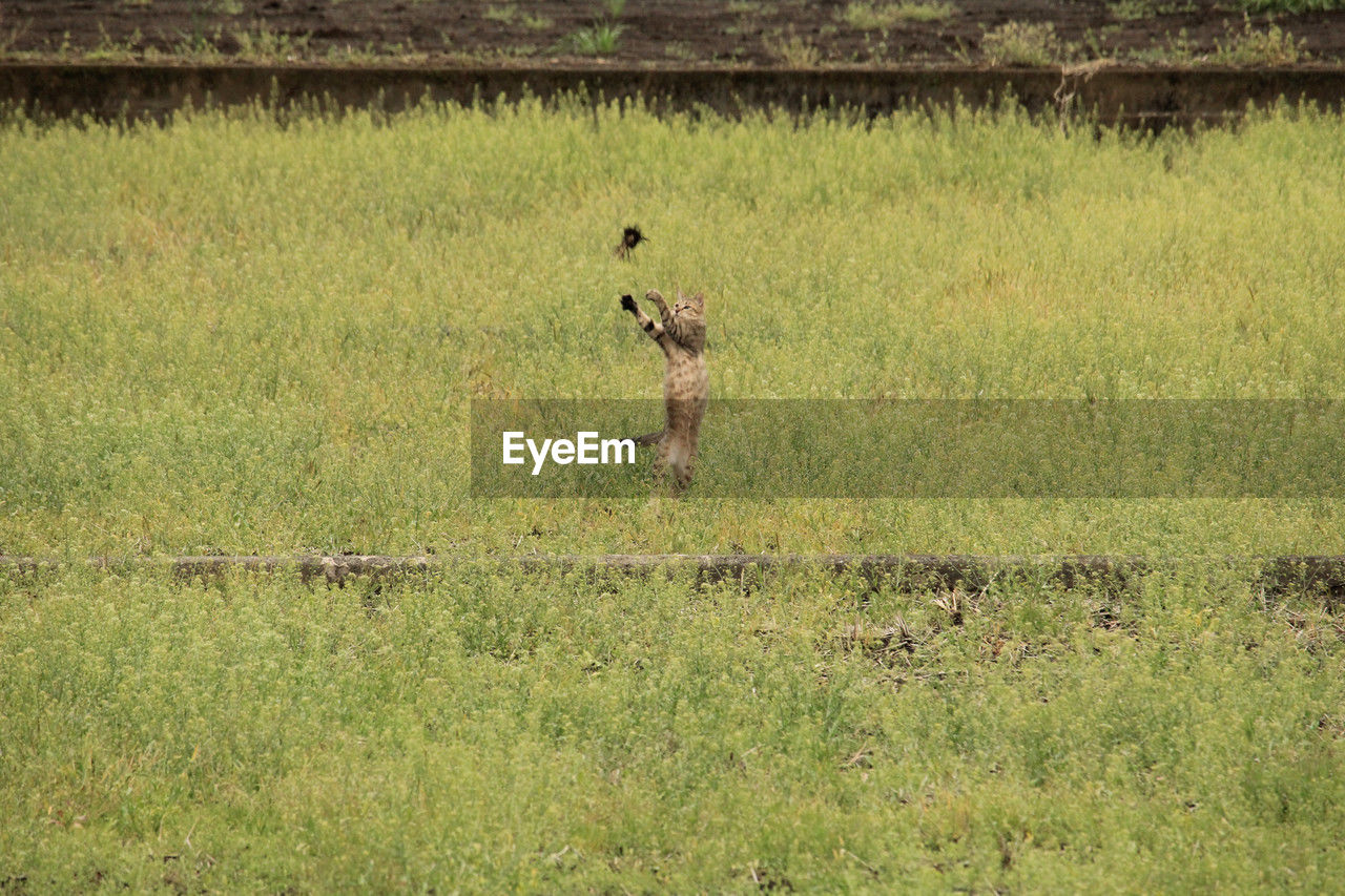 side view of deer standing on field