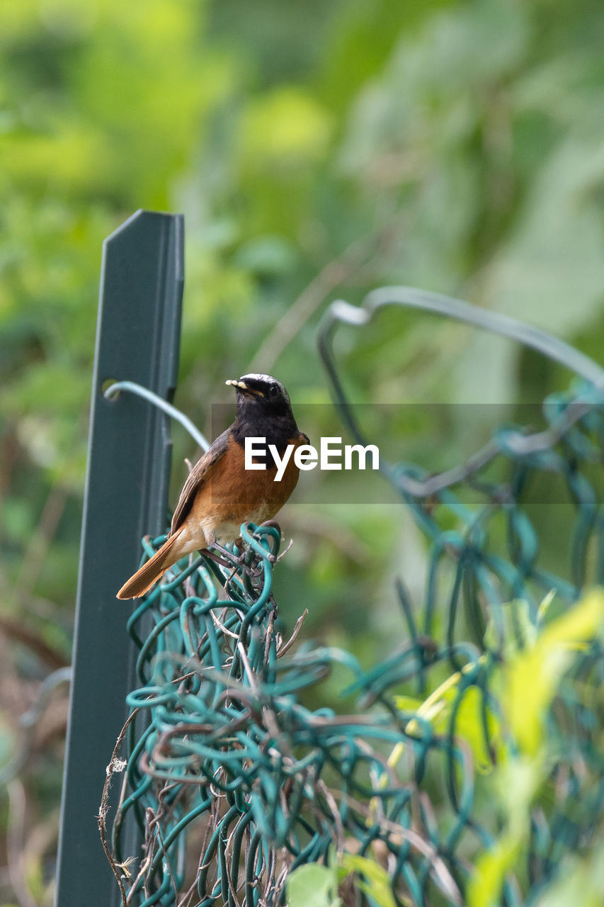 CLOSE-UP OF BIRD PERCHING ON LEAF