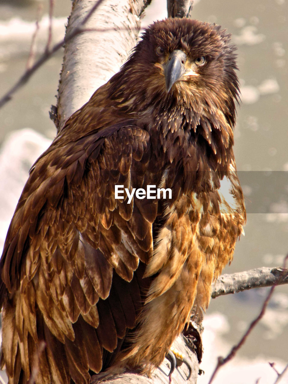CLOSE-UP OF EAGLE PERCHING ON A BIRD