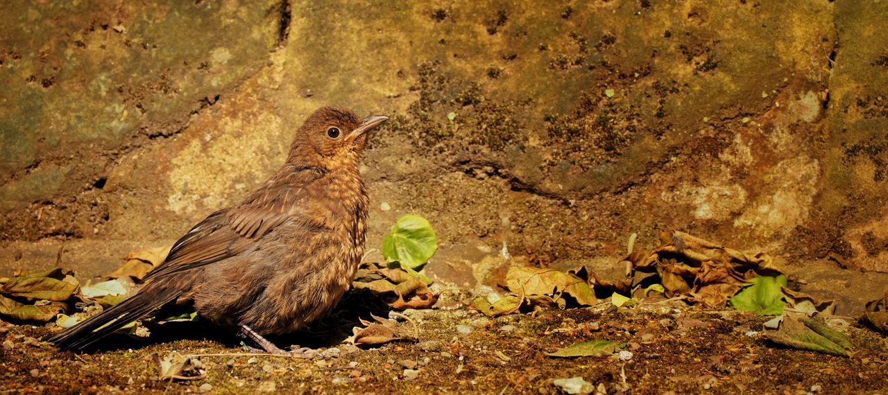 Close-up of bird