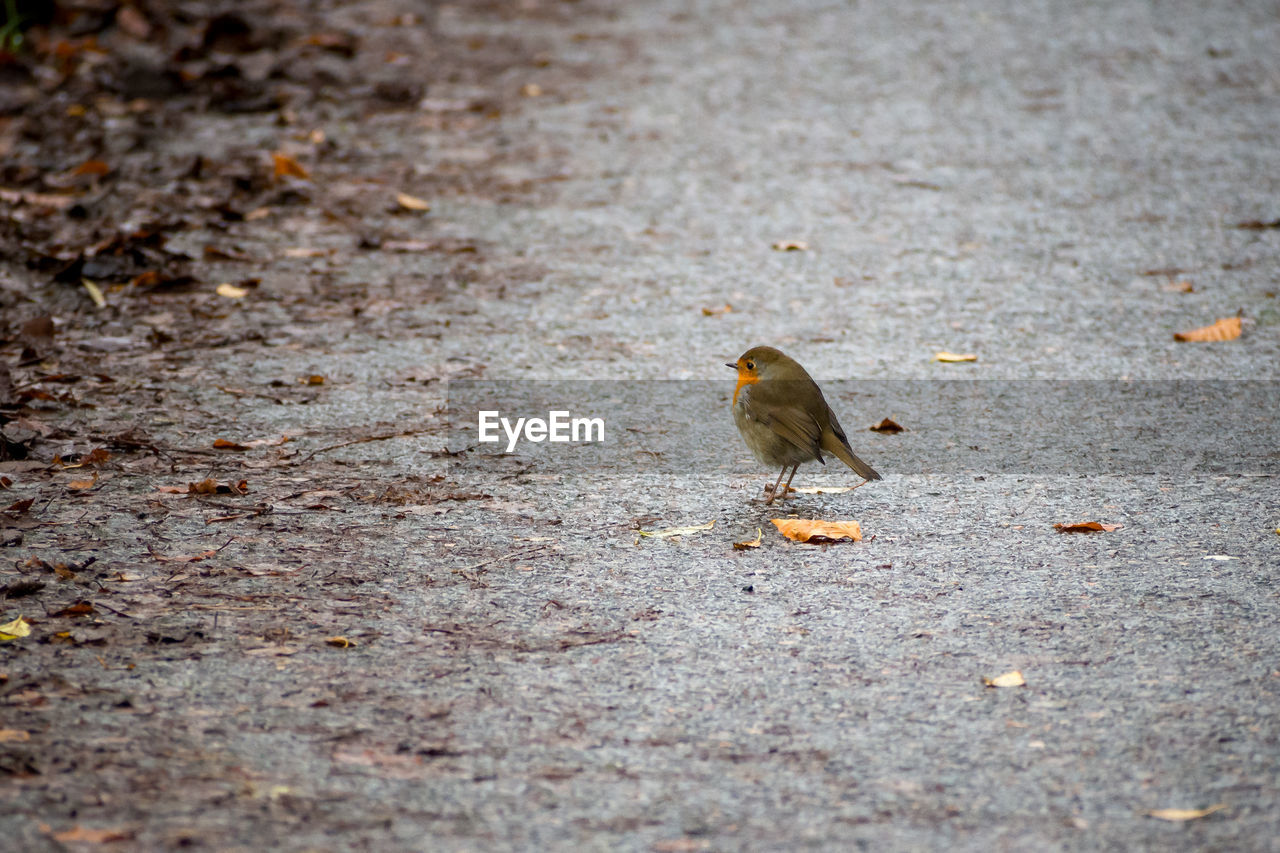 HIGH ANGLE VIEW OF BIRD PERCHING ON A ROAD