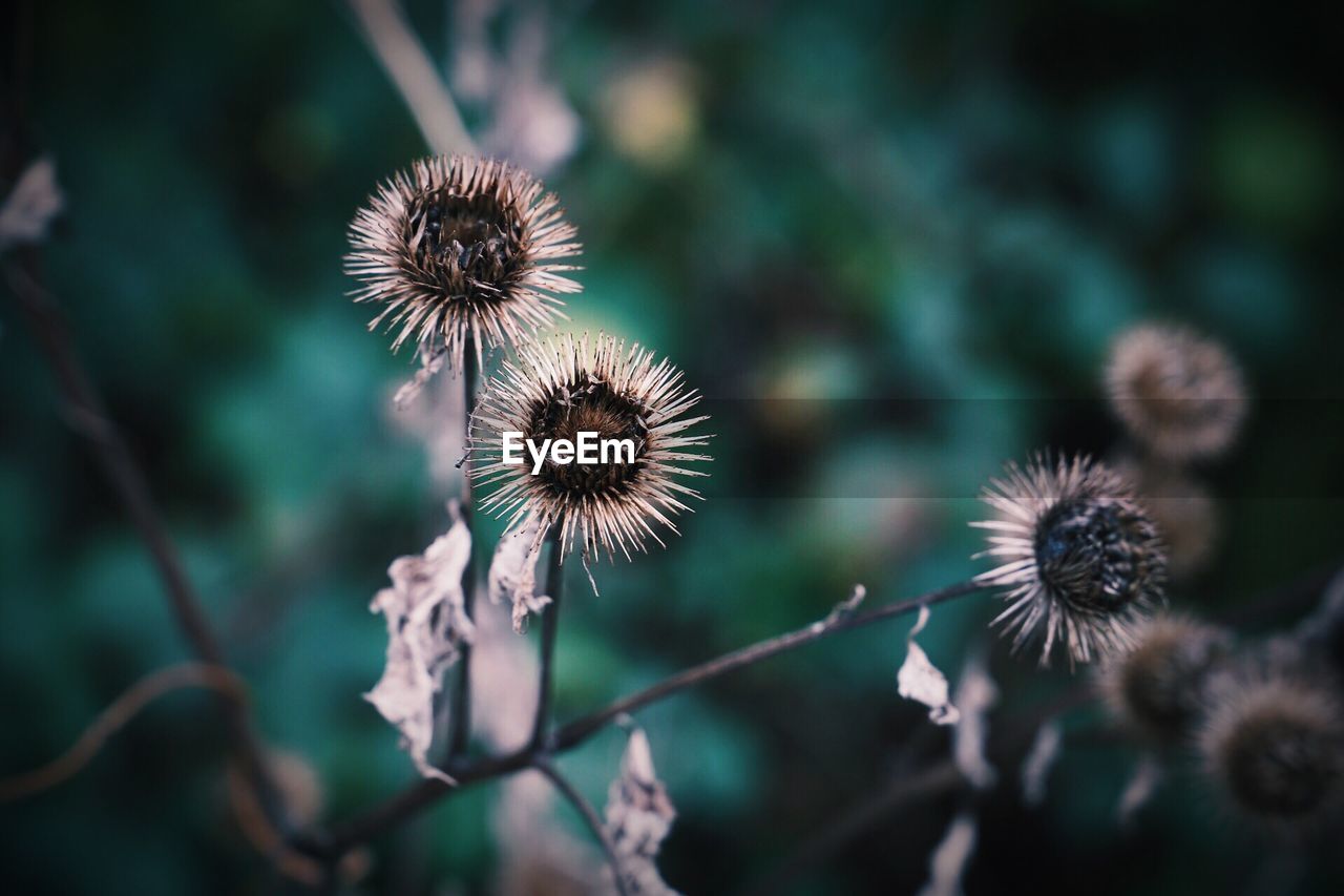 Close-up of thistle