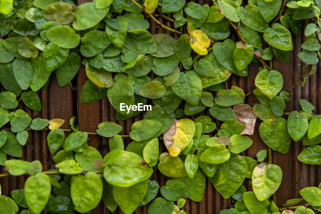 FULL FRAME SHOT OF PLANTS