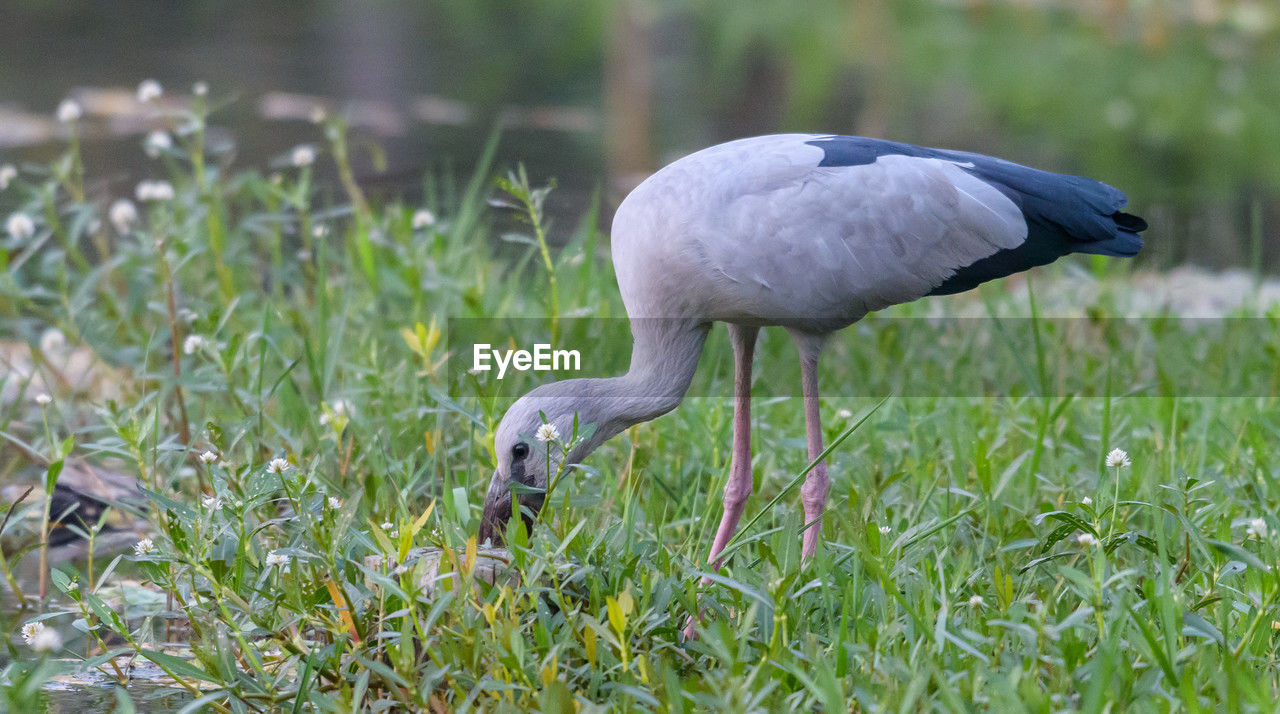animal themes, animal, animal wildlife, bird, wildlife, grass, one animal, plant, nature, beak, animal body part, no people, ibis, wetland, side view, full length, outdoors, day, green, water, heron, eating