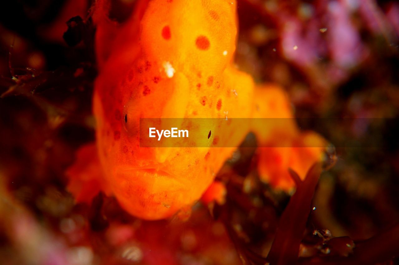 CLOSE-UP OF ORANGE IN SEA WATER