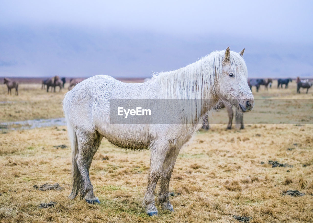 Horse standing in ranch