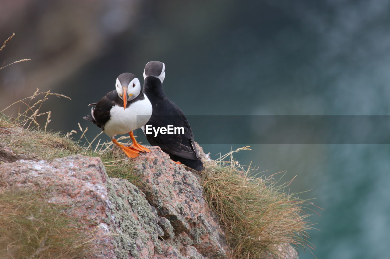 Puffin birds at bullers of buchan