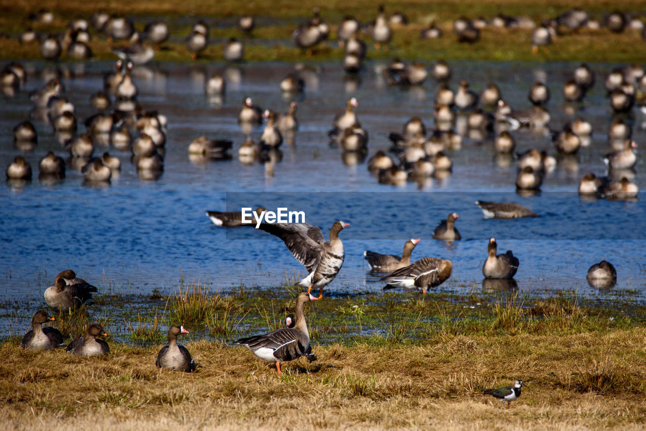 BIRDS IN A LAKE