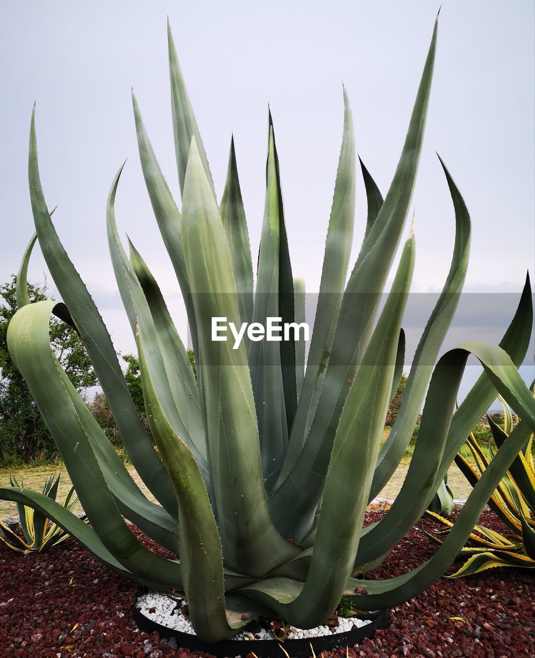 CLOSE-UP OF SUCCULENT PLANT IN FIELD