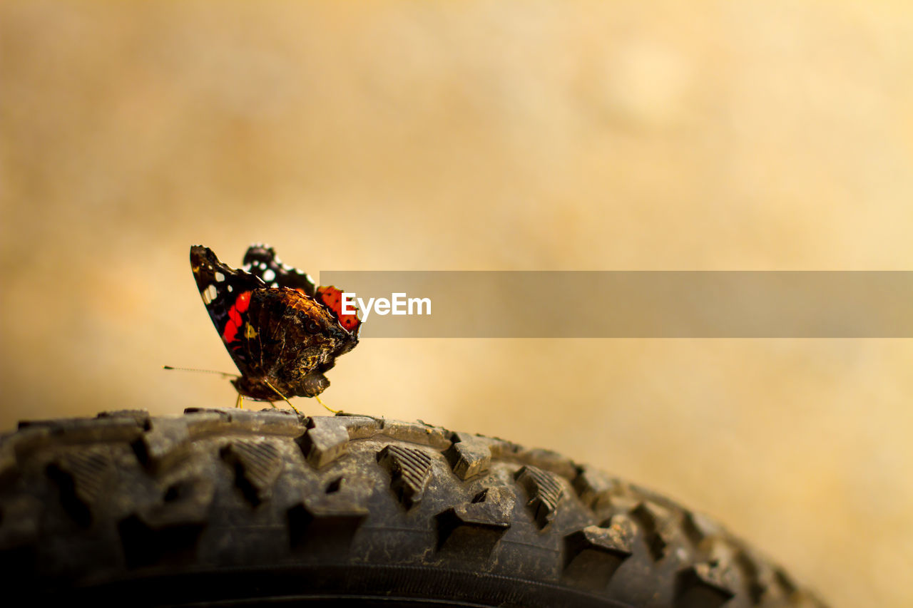 Close-up of butterfly on tire