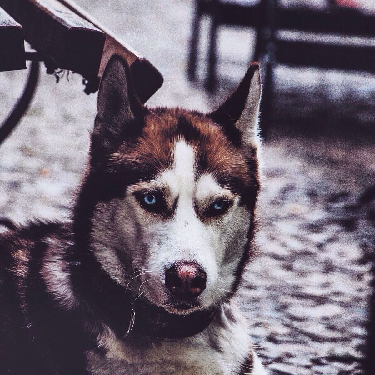 Portrait of husky dog