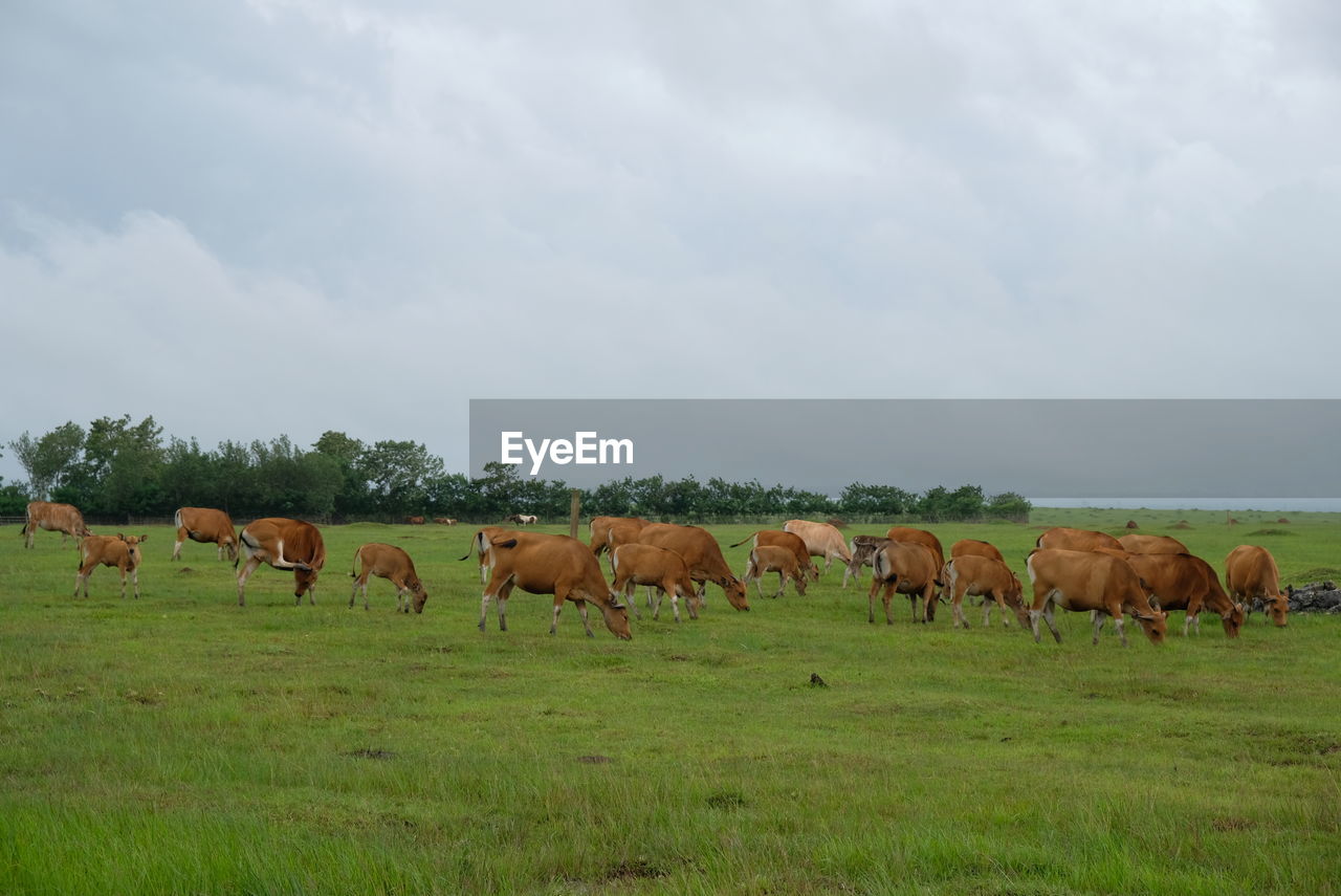 Cows grazing on green field. cows standing on a pasture. portrait of cows in timor leste.