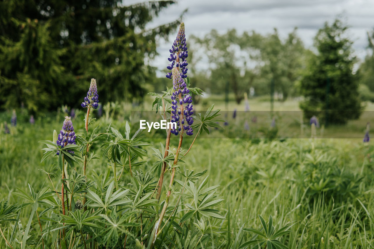 plant, flower, flowering plant, growth, beauty in nature, nature, grass, meadow, prairie, purple, freshness, focus on foreground, field, fragility, land, green, day, wildflower, no people, sky, close-up, outdoors, lavender, botany, tranquility, environment, flower head, tree, garden, blossom, inflorescence, lawn, landscape, springtime, cloud