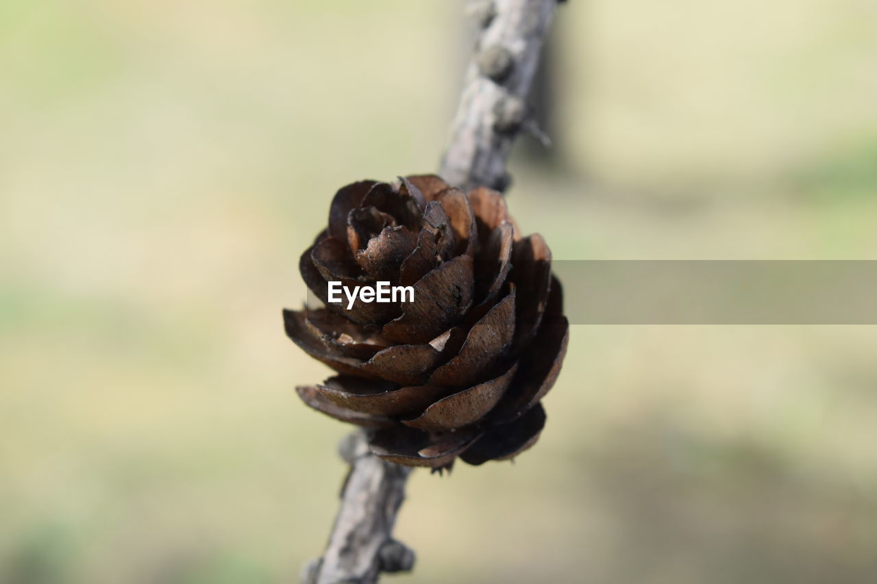 CLOSE-UP OF PINE CONE ON RUSTY METAL