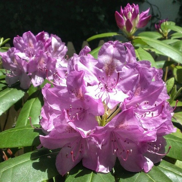 CLOSE-UP OF PINK FLOWERS BLOOMING OUTDOORS