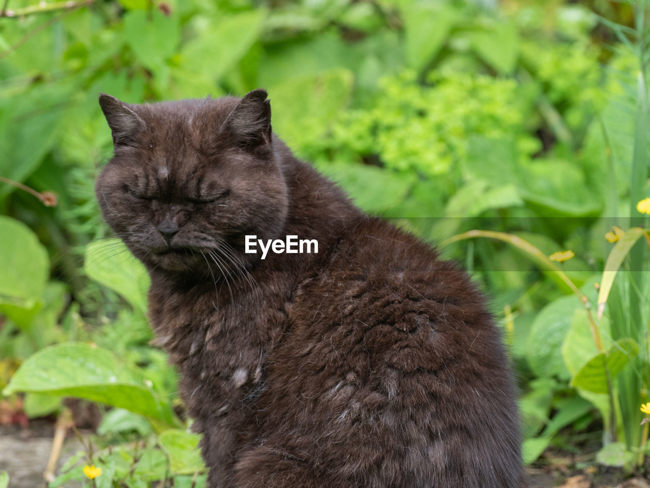 VIEW OF A CAT ON A LAND