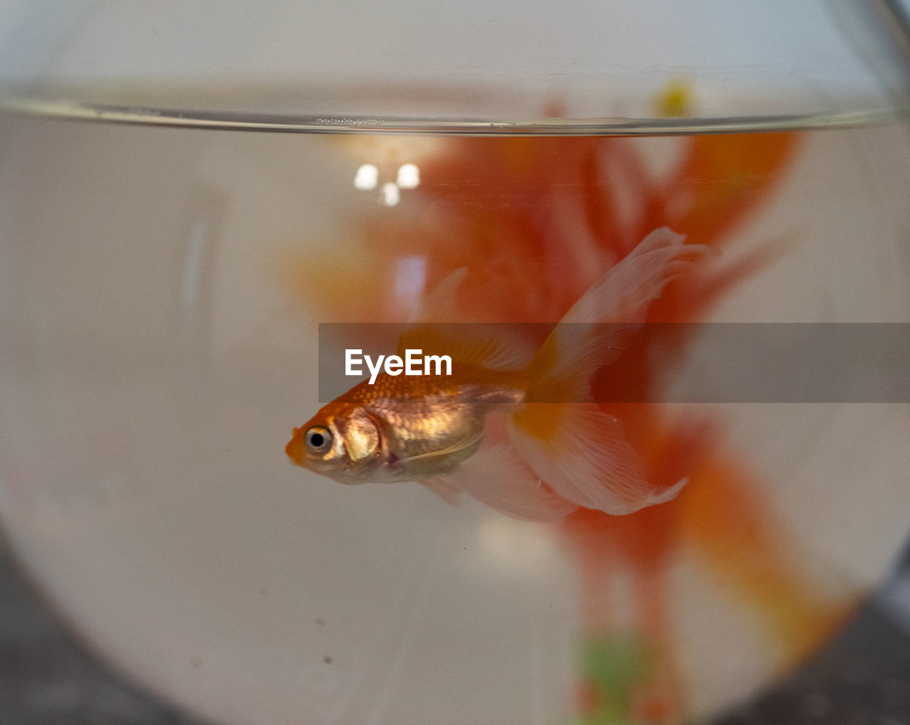 animal, animal themes, goldfish, one animal, fish, aquarium, water, swimming, pet, glass, yellow, animal wildlife, fishbowl, wildlife, animals in captivity, fish tank, indoors, transparent, macro photography, close-up, no people, sea, nature, domestic animals, red, underwater