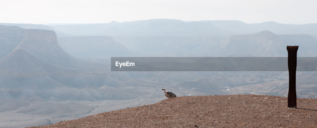 VIEW OF A BIRD ON A MOUNTAIN