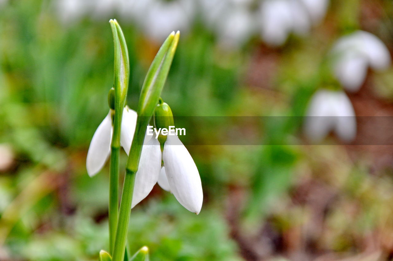 CLOSE-UP OF FLOWERS