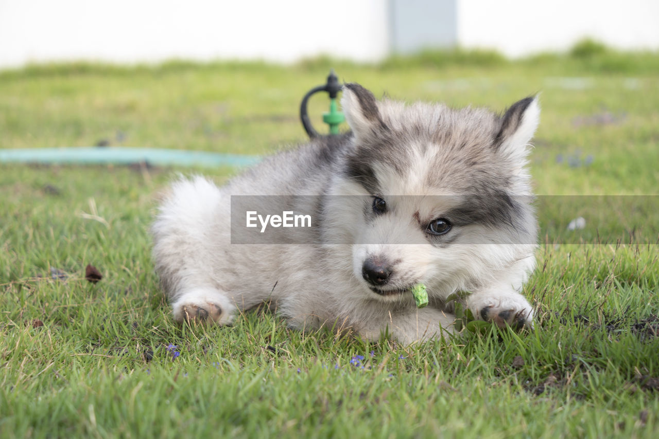 Portrait of dog lying on grass