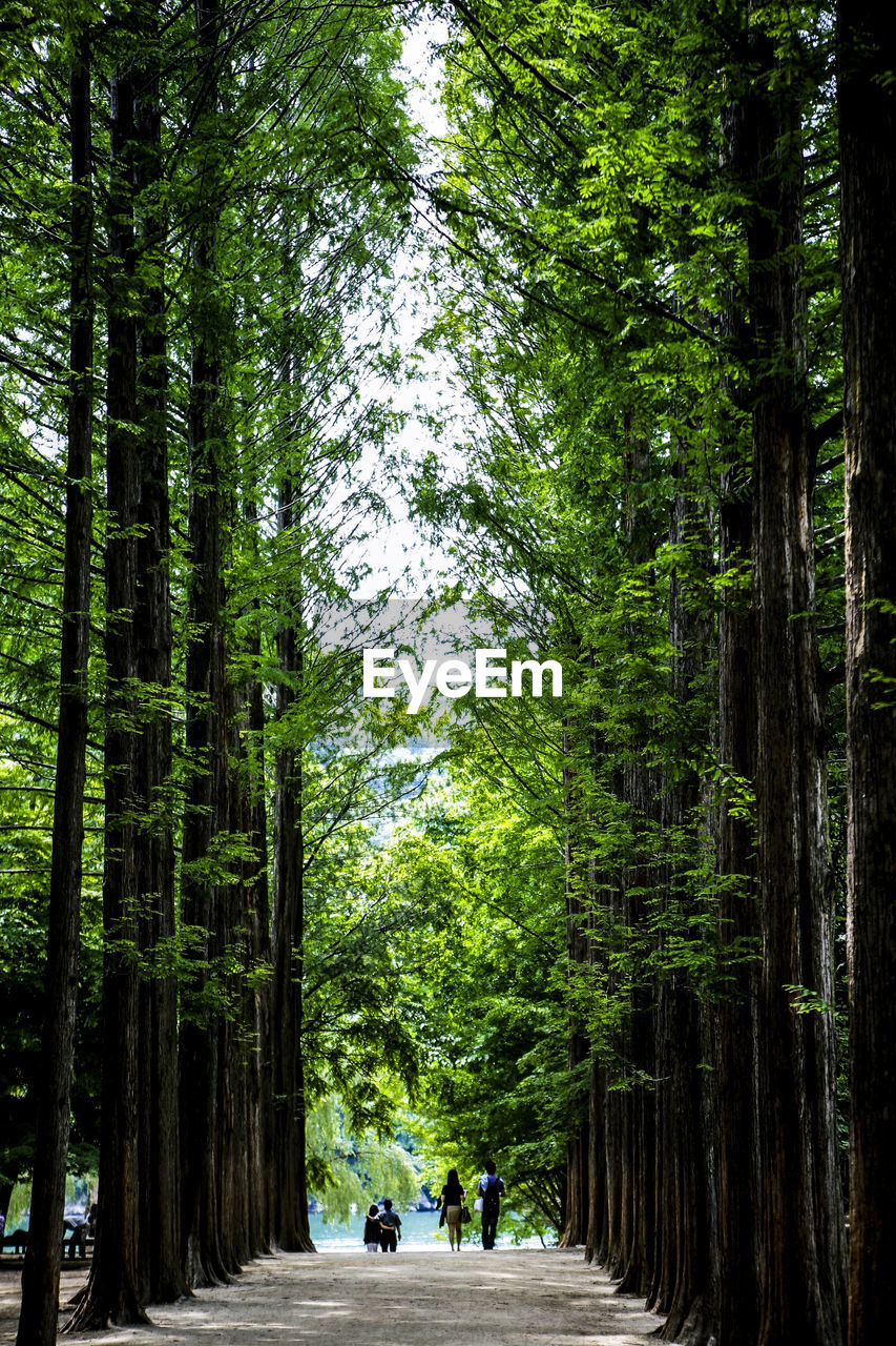 People walking between metasequoia trees