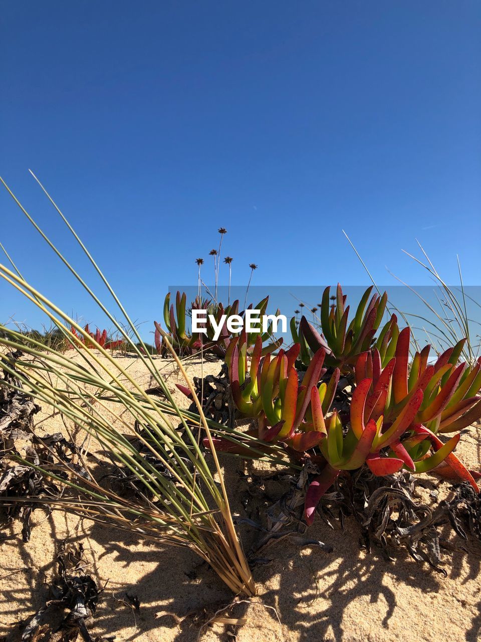 CACTUS PLANTS GROWING ON FIELD AGAINST CLEAR SKY