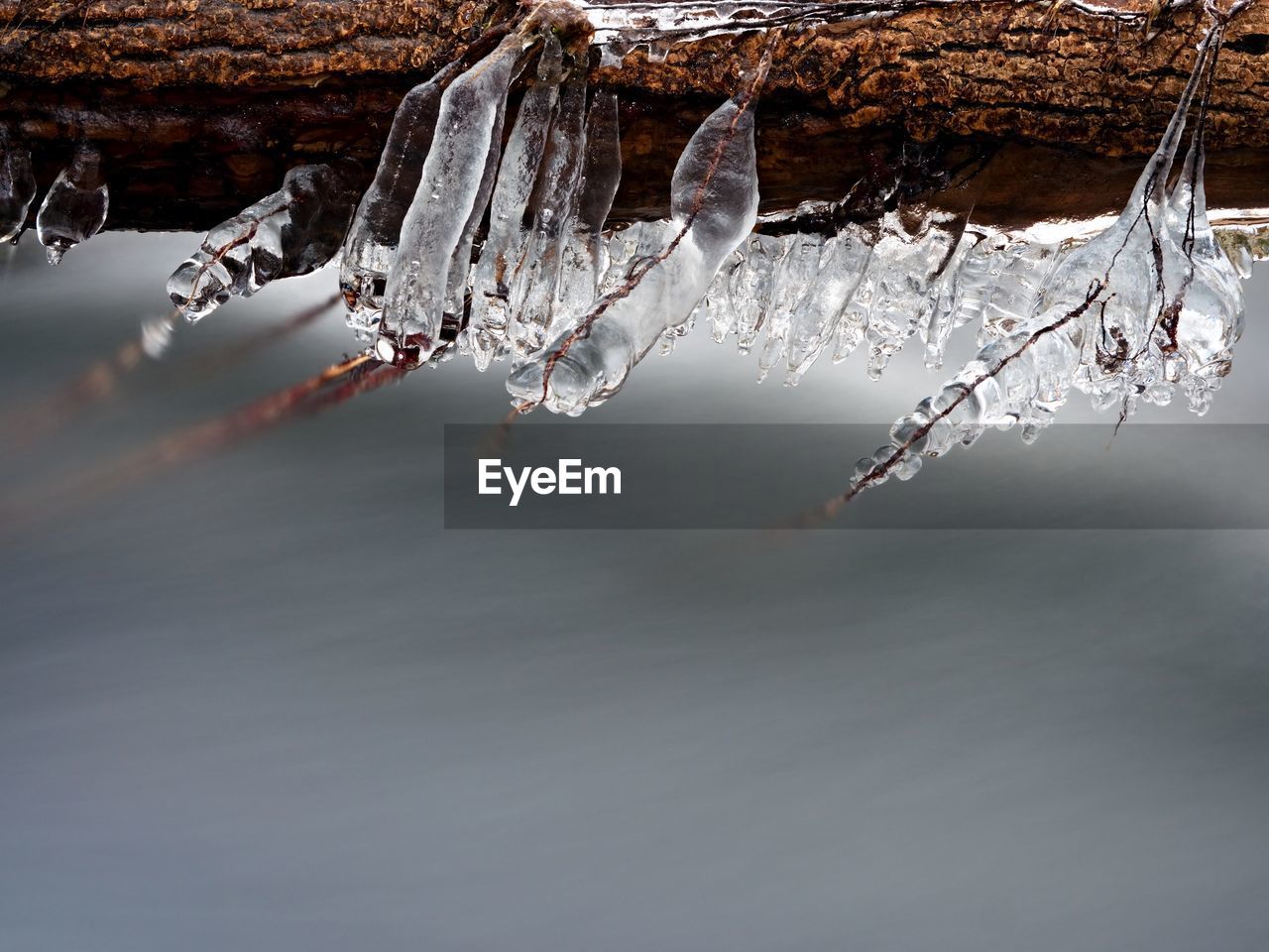 Icicles hang on twigs and bark above chilli rapid stream. winter mountain stream, icicles on trunk