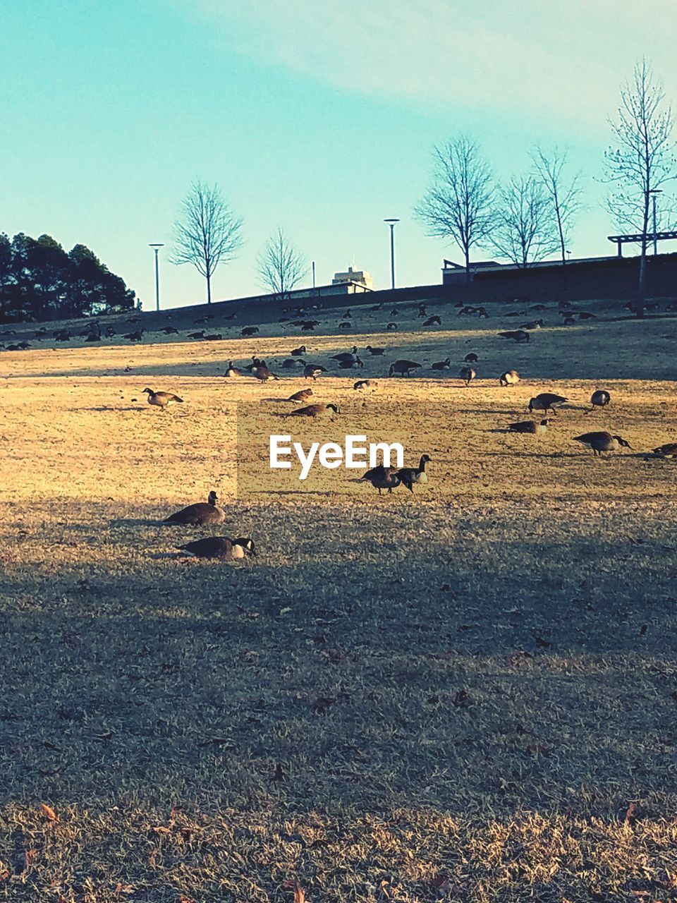 BIRDS ON FIELD